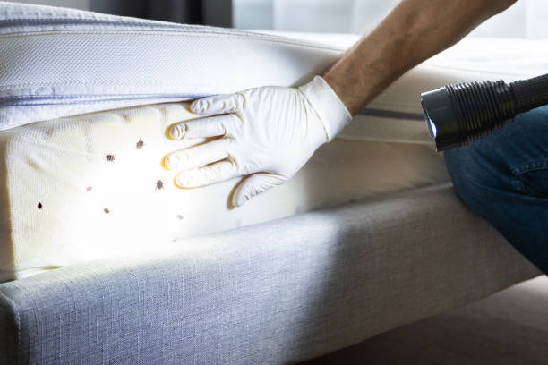 Best Affordable Pest Control Services  in Shorewood, IL